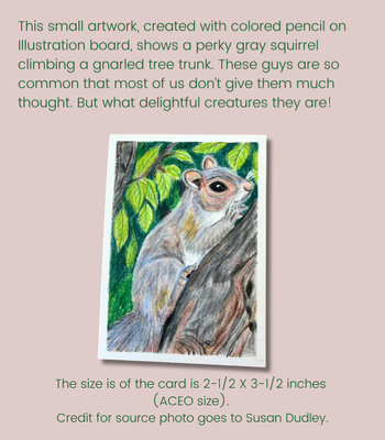 Gray Squirrel ACEO - Colored Pencil on Illustration Board aceo art card thumbnail 3