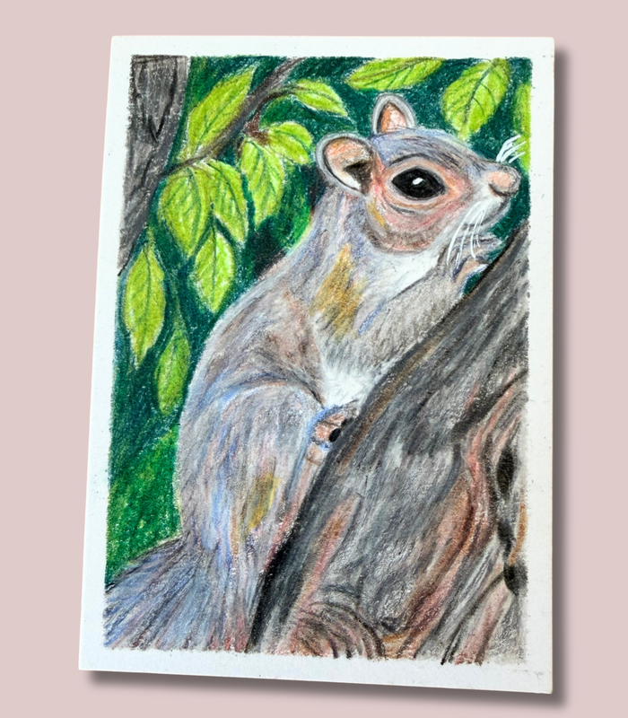 Gray Squirrel ACEO - Colored Pencil on Illustration Board aceo art card