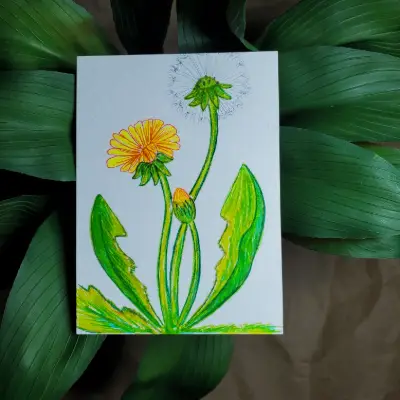 Dandelion Stages aceo art card thumbnail 1