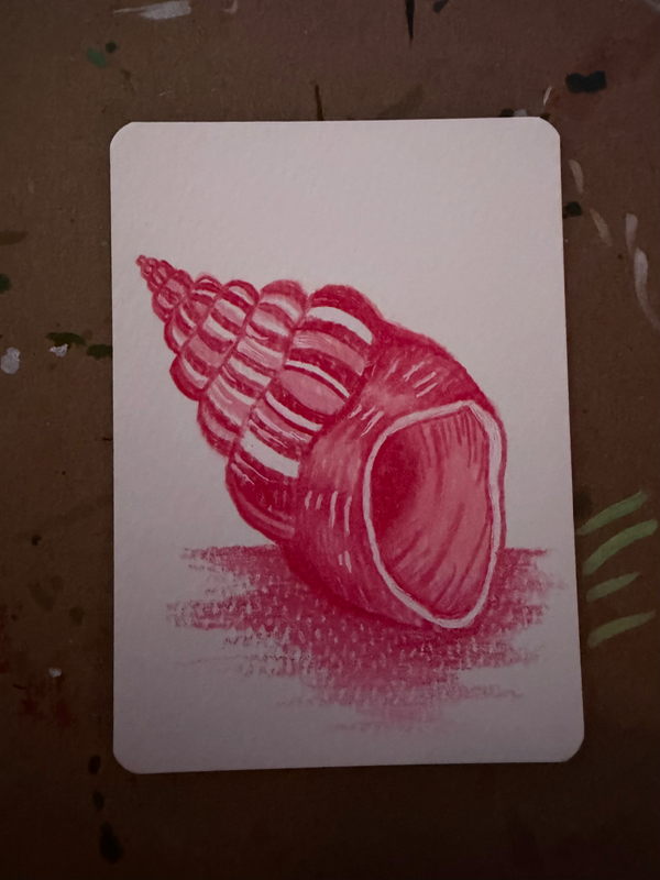 Shell Study aceo art card