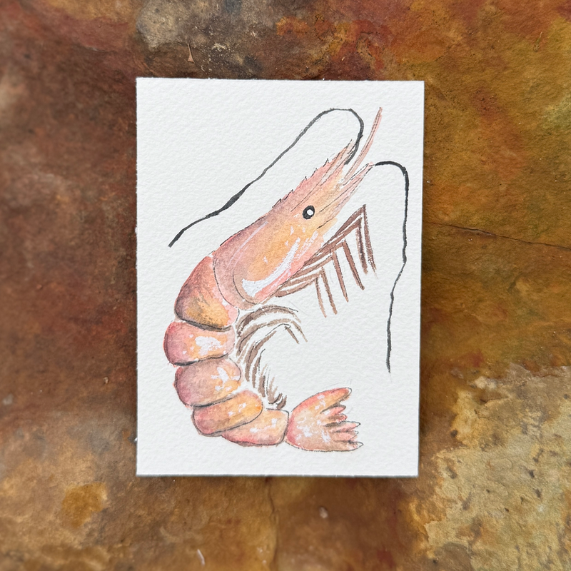 Pink Shrimp aceo art card