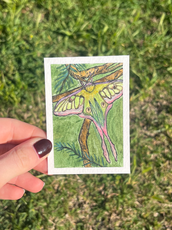 Luna Moth Taking a Rest - Original ACEO aceo art card