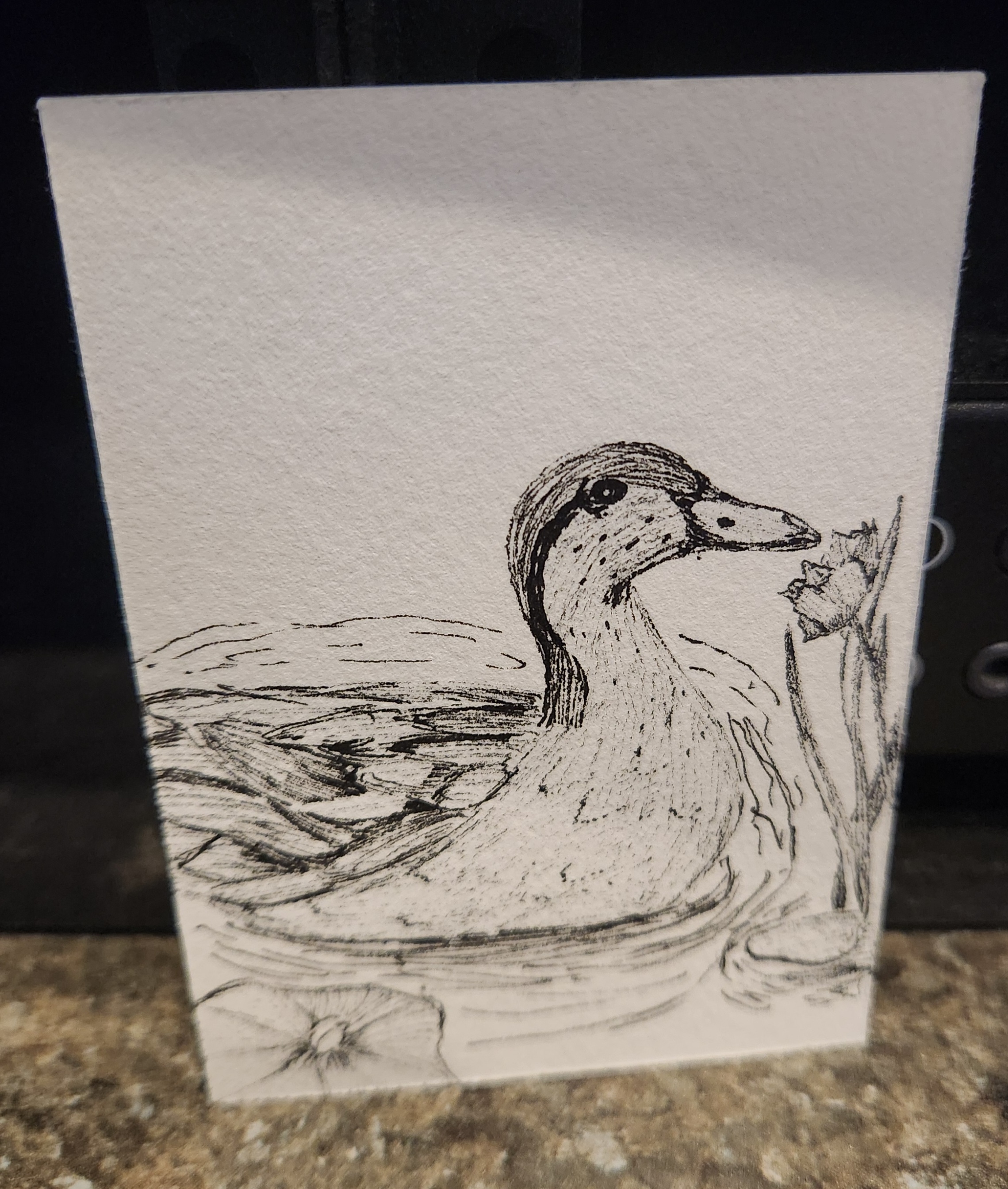 Swimming Duck aceo art card