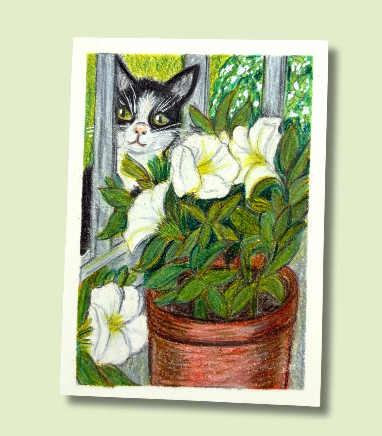 Tuxedo Cat and White Petunias ACEO - Colored Pencil on Illustration Board aceo art card