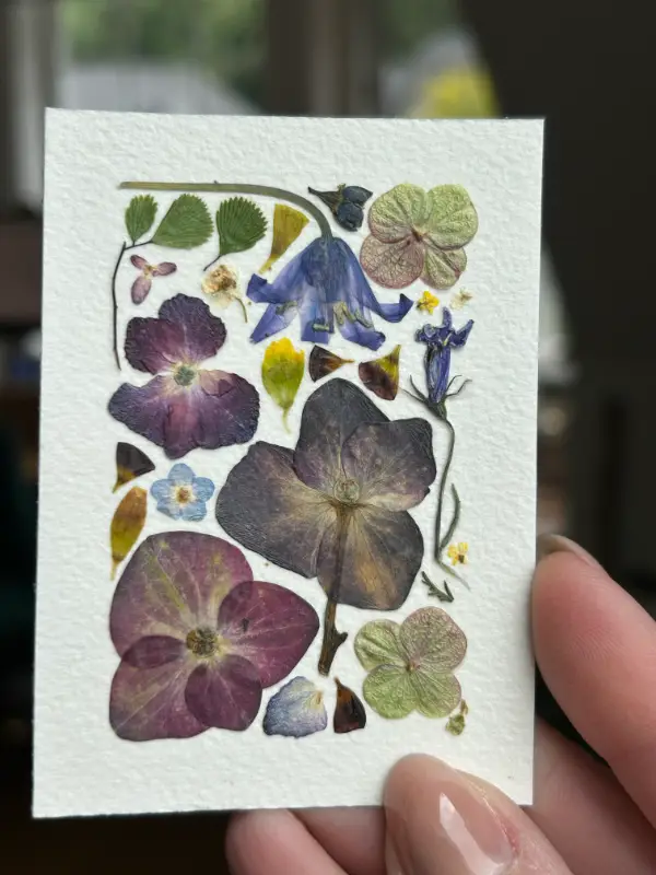 Pressed Flowers #5 aceo art card