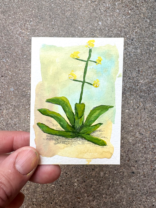 Agave No. 1 aceo art card