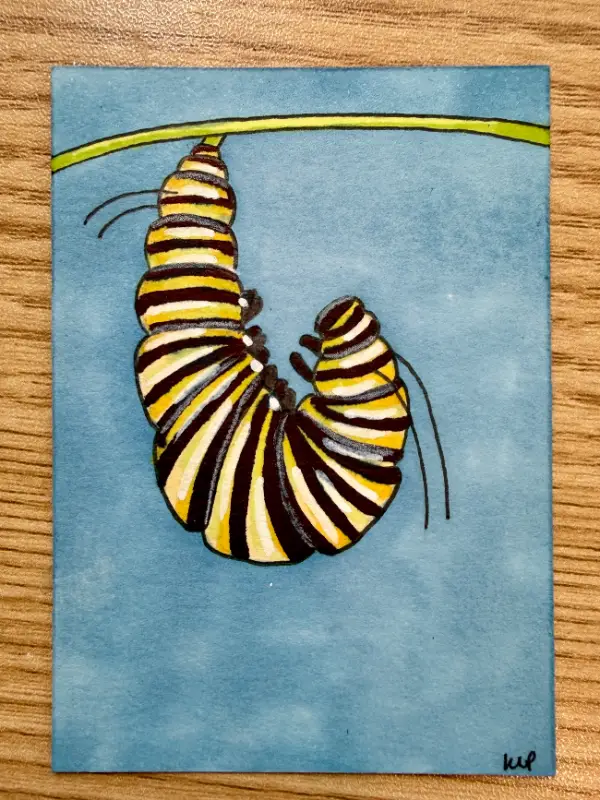 Monarch Caterpillar in the J Position aceo art card