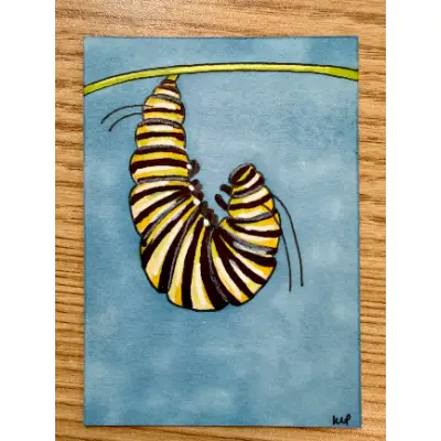Monarch Caterpillar in the J Position aceo art card thumbnail 1