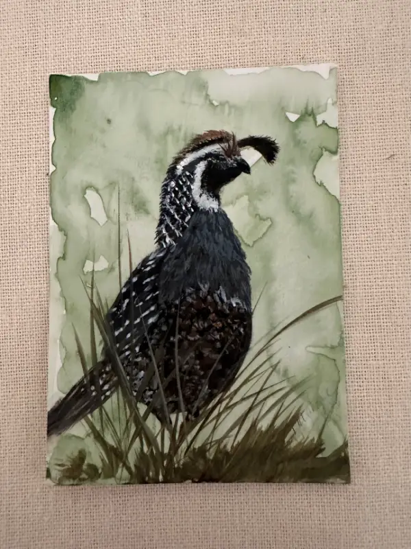 ACEO "California Quail" in Watercolor aceo art card