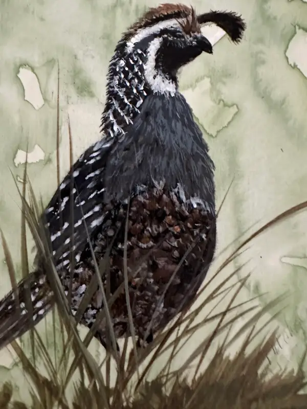 ACEO "California Quail" in Watercolor aceo art card