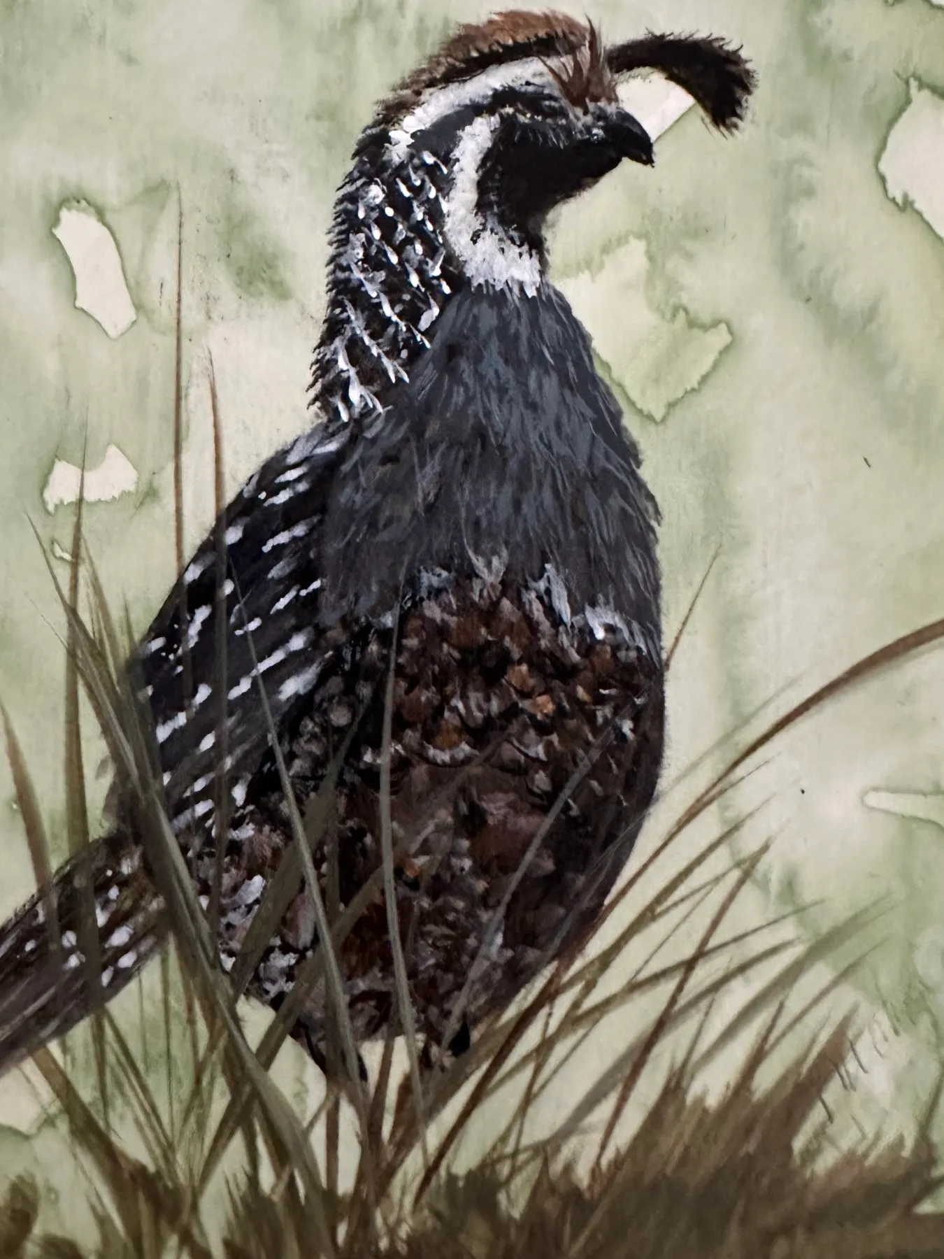ACEO "California Quail" in Watercolor aceo art card