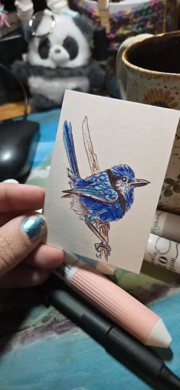 Splendid Fairy Wren aceo art card