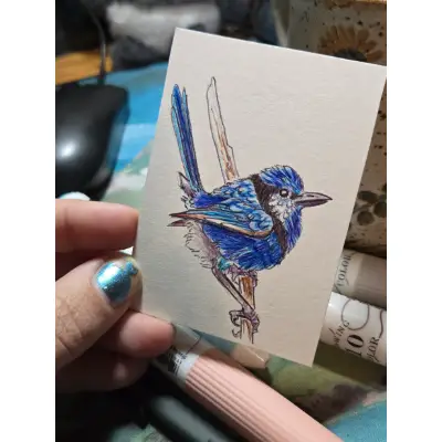 Splendid Fairy Wren aceo art card thumbnail 1