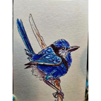Splendid Fairy Wren aceo art card thumbnail 2