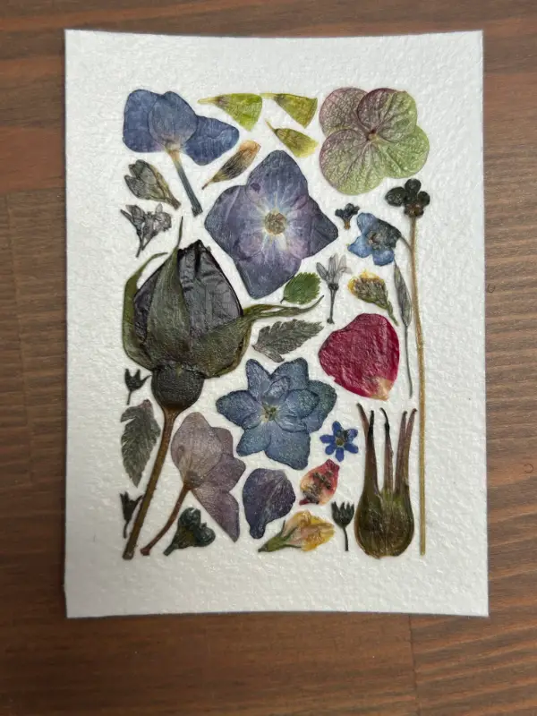Pressed Flowers #7 aceo art card