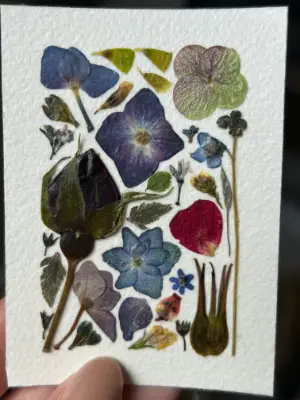 Pressed Flowers #7 aceo art card thumbnail 2