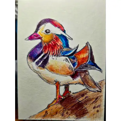 Canard Mandarin Duck aceo art card thumbnail 2