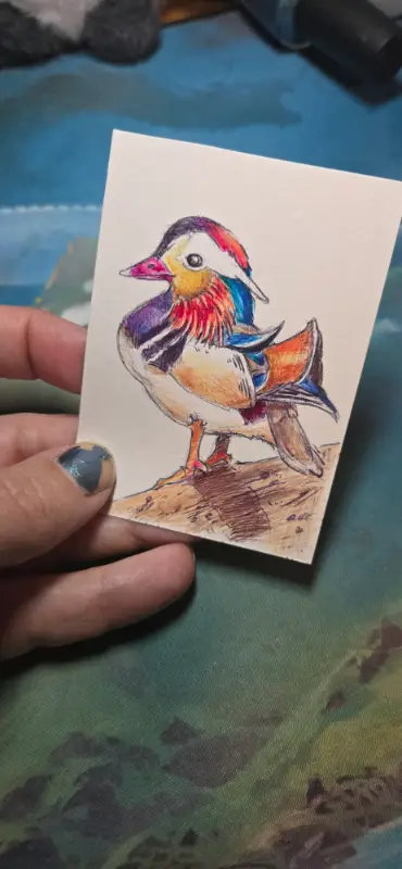 Canard Mandarin Duck aceo art card