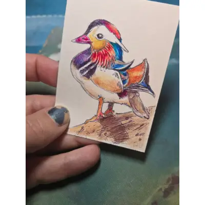 Canard Mandarin Duck aceo art card thumbnail 1