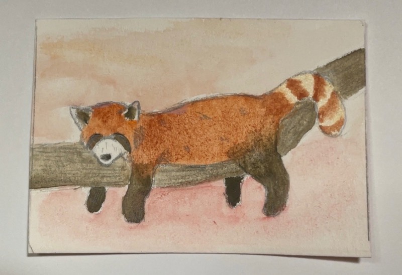 Resting Red Panda aceo art card