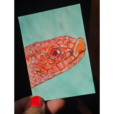 Albino Hognose Snake aceo art card thumbnail 2