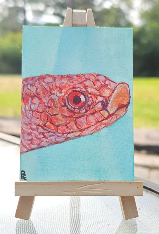 Albino Hognose Snake aceo art card