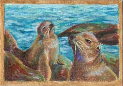 La Jolla Sea Lions: Keep Your Distance aceo art card thumbnail 2