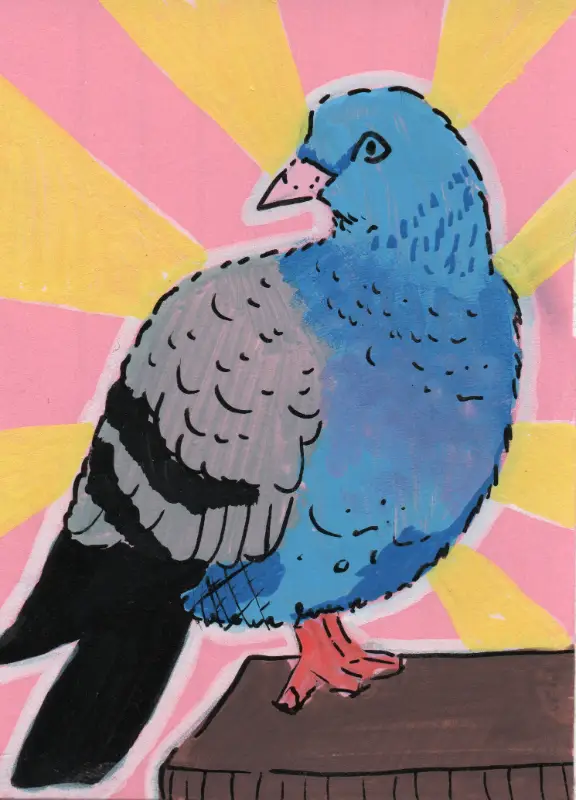 Colorful Pigeon aceo art card