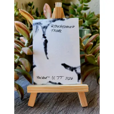RedRed aceo art card thumbnail 2