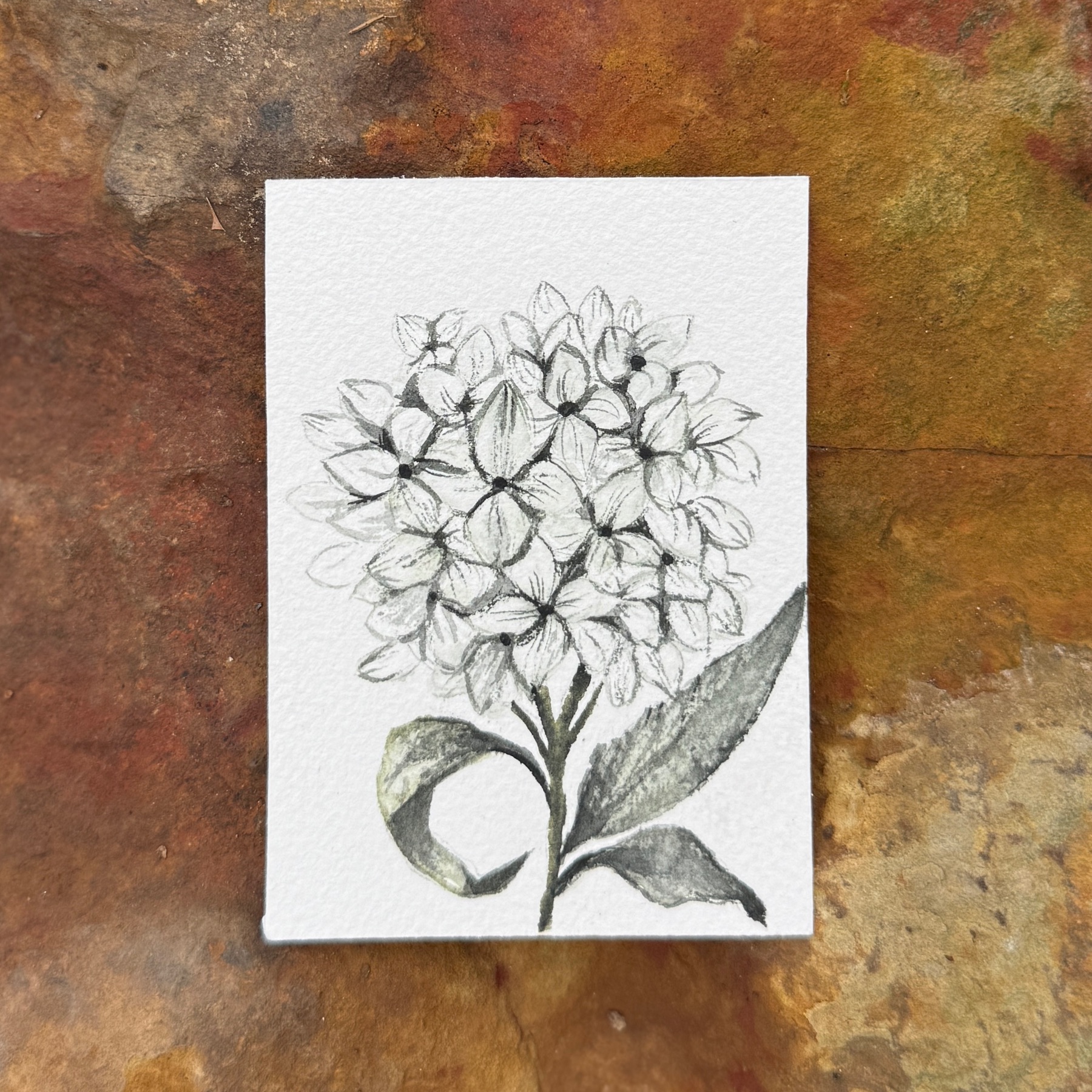 Hydrangea aceo art card