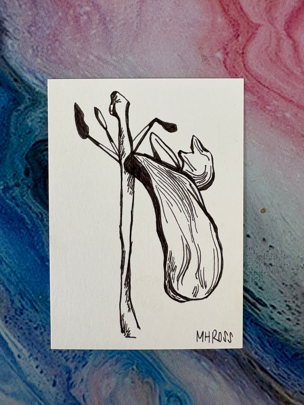 Wilting Tulip aceo art card