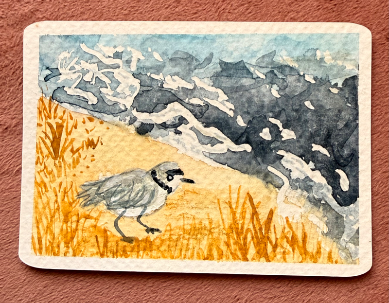 Chicago Piping Plover aceo art card