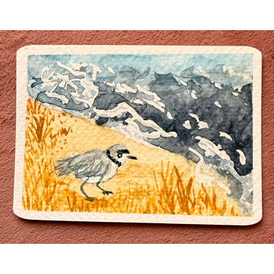 Chicago Piping Plover aceo art card thumbnail 1