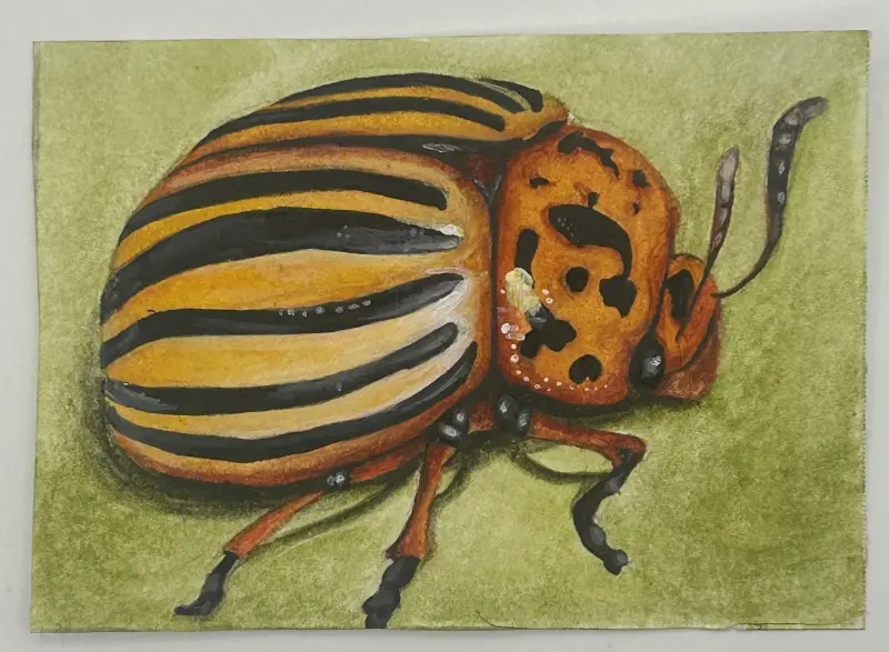 Colorado Potato Bug aceo art card
