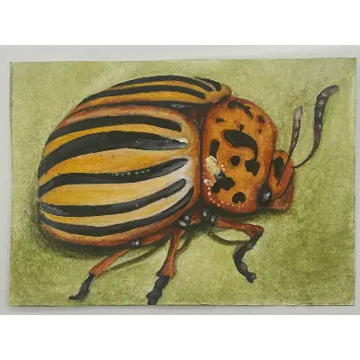 Colorado Potato Bug aceo art card thumbnail 1