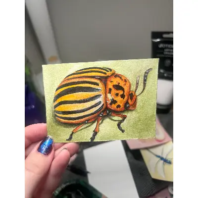 Colorado Potato Bug aceo art card thumbnail 2