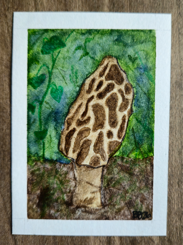 The Fungi - Morel No. 1 aceo art card
