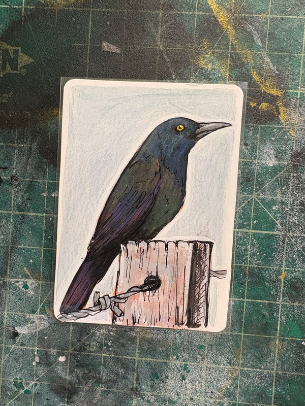 Common Grackle aceo art card
