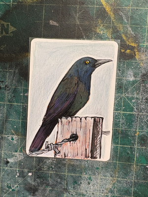 Common Grackle aceo art card thumbnail 1