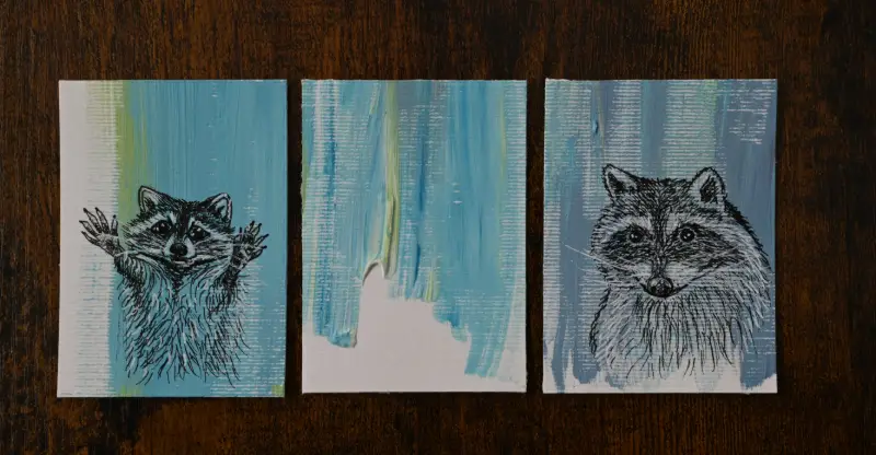 Raccoon study aceo art card