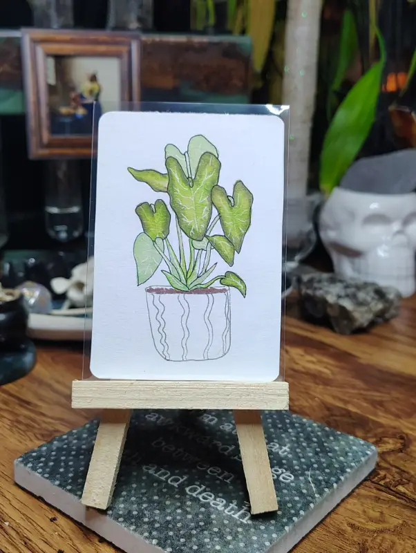 Beneficial Botanicals 5/8: Elephant Ear aceo art card