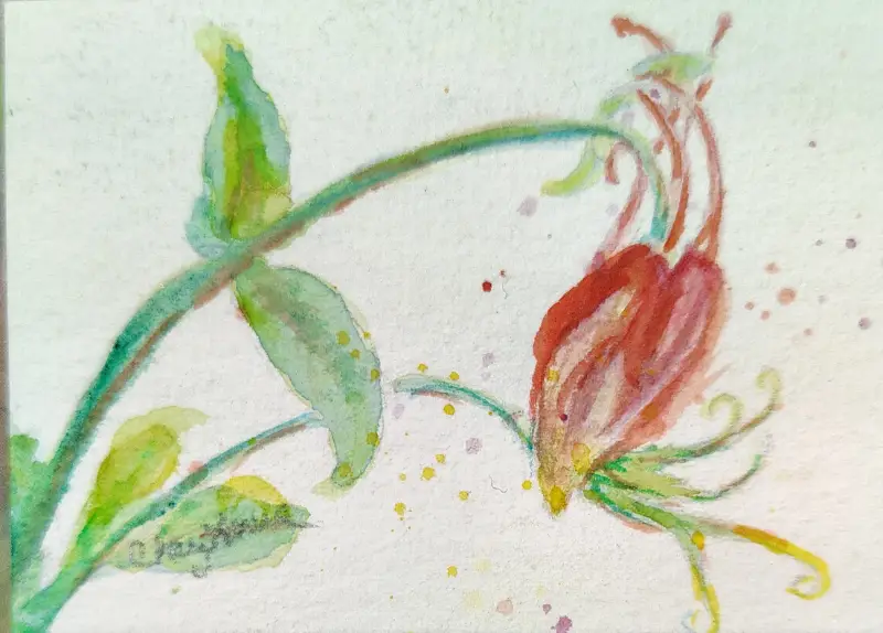 ACEO WaterColour Red wild Columbine by CheyAnne aceo art card