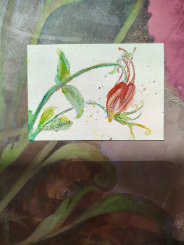 ACEO WaterColour Red wild Columbine by CheyAnne aceo art card