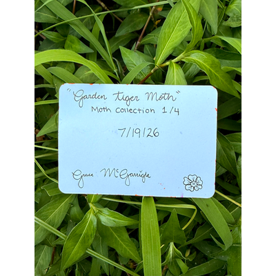 “Garden Tiger Moth” 1/4 aceo art card thumbnail 2