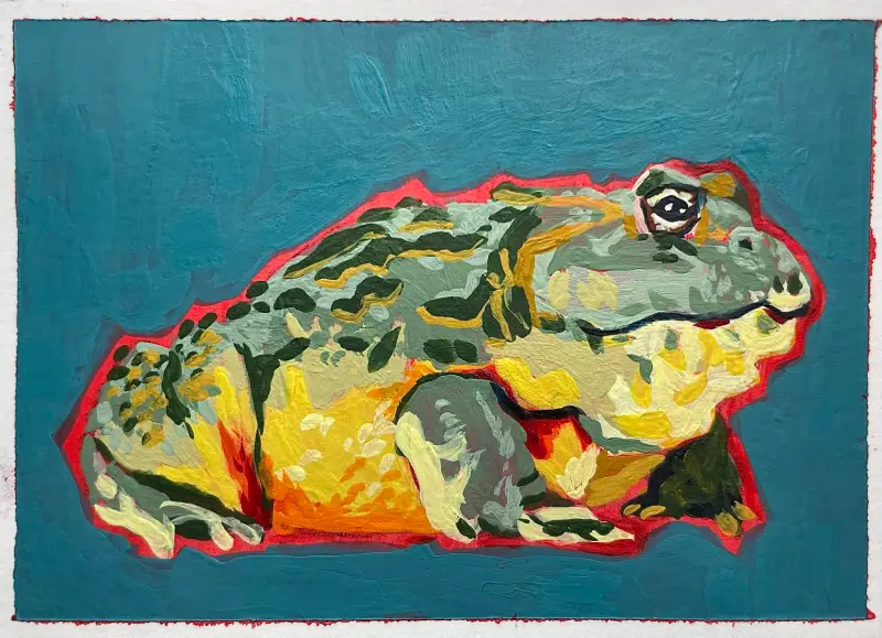 African Bullfrog aceo art card