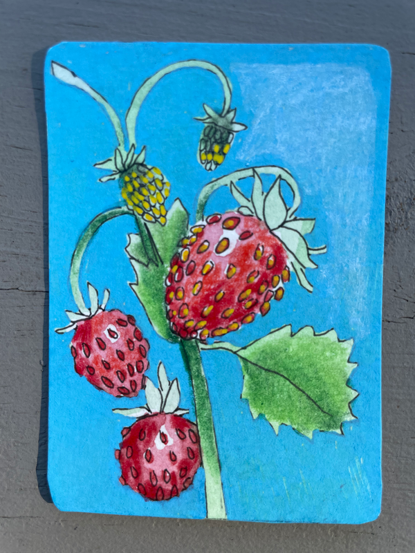 Wild Strawberries aceo art card