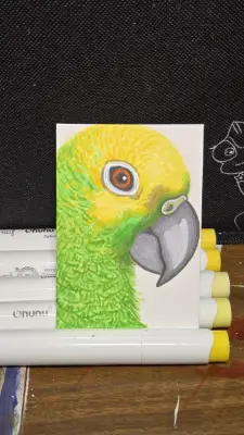 Yellow crown Conure aceo art card thumbnail 1