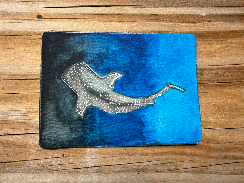 ACEO original “Whale Shark” bayleebowenart aceo art card