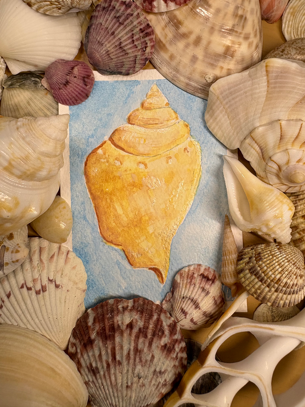Pretty Shell aceo art card