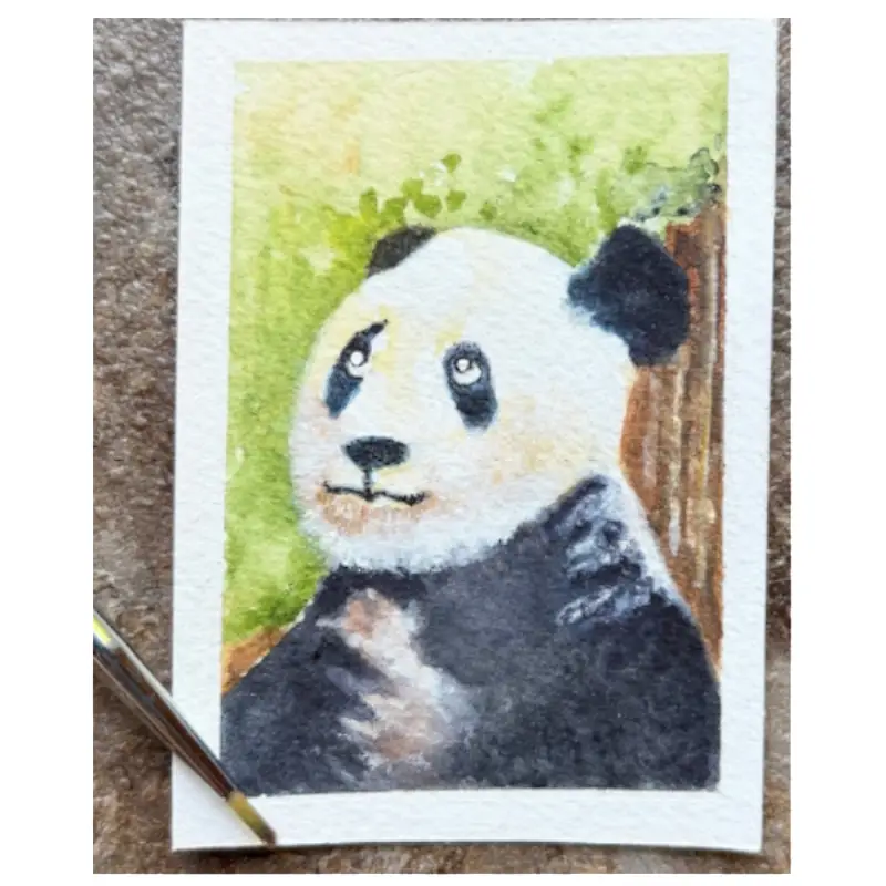 "Curious Panda" ACEO Original Watercolor miniature OOAK bear bamboo cub curious Fine Art by Edie SRA aceo art card